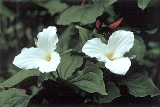 Large-flowered Trillium.